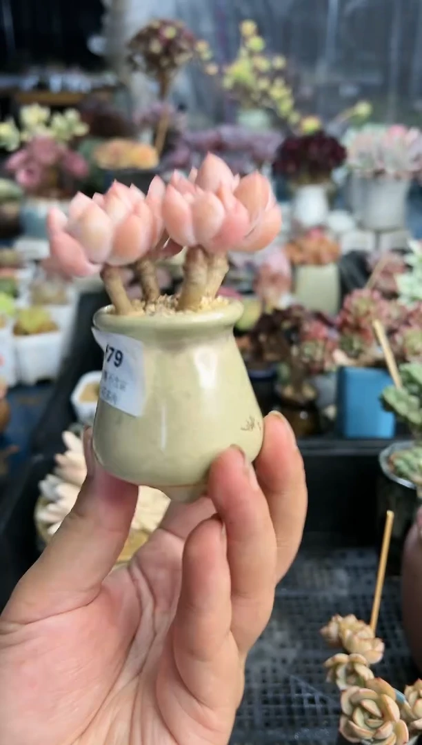 【闪购商品】679不带盆