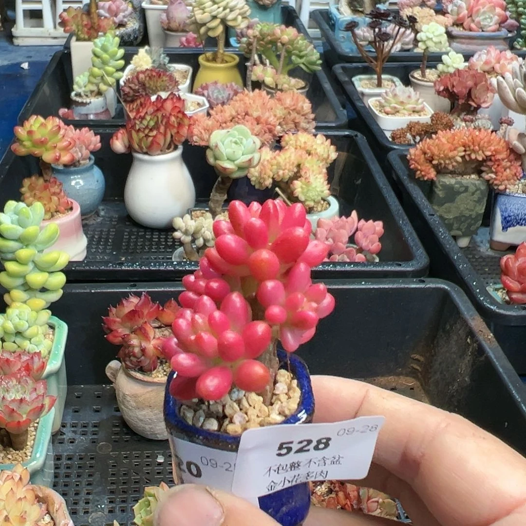 小**水528     多肉