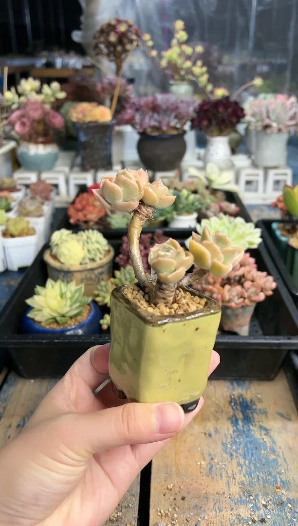 【闪购商品】675不带盆