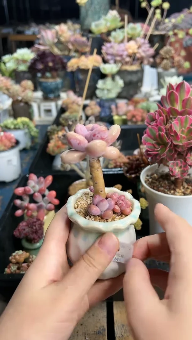 【闪购商品】599不带盆