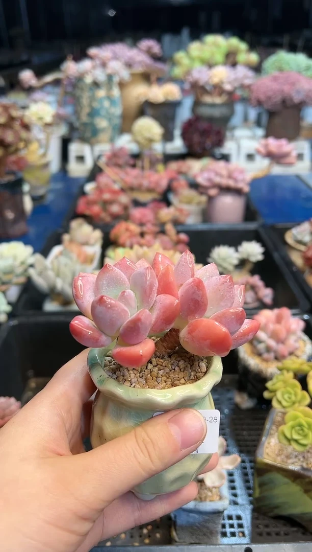 【闪购商品】699不带盆