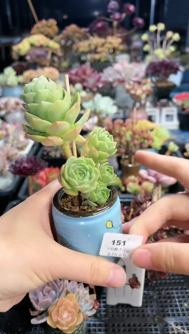 【闪购商品】151不带盆