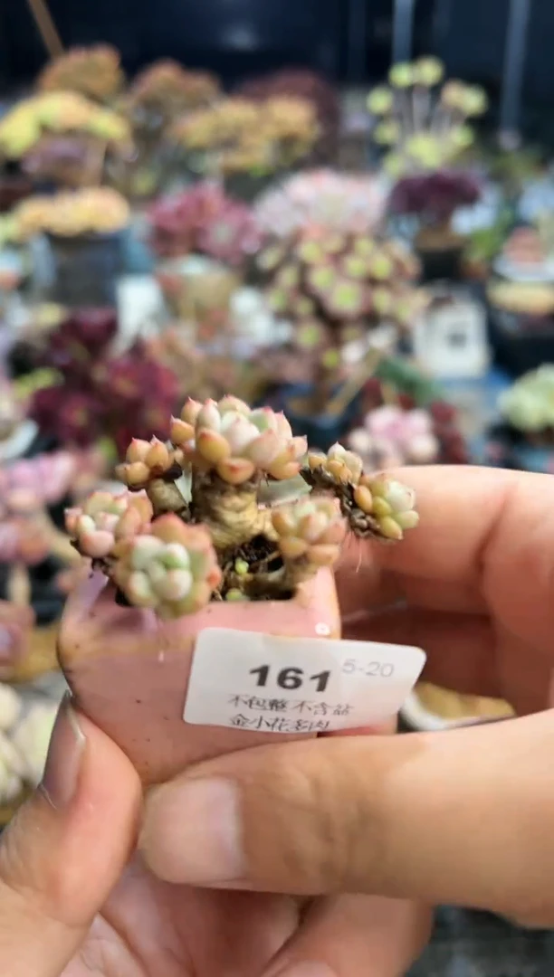 【闪购商品】161不带盆
