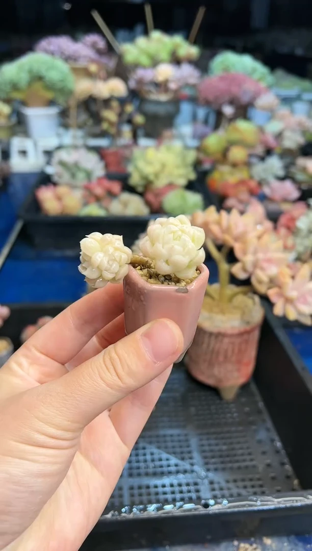 【闪购商品】41不带盆