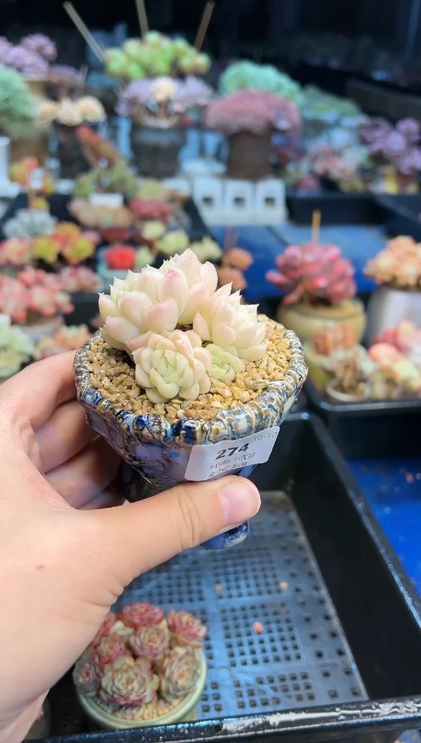 【闪购商品】274不带盆