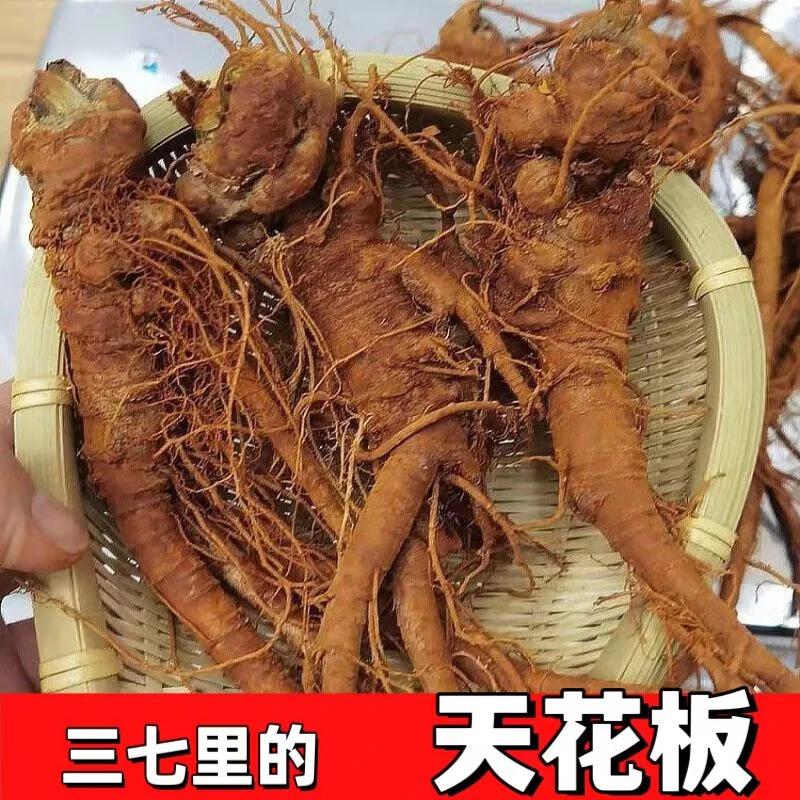 【大回馈】云南文山新鲜三七头田七头新鲜采挖非菠菜根萝卜0.5-1斤