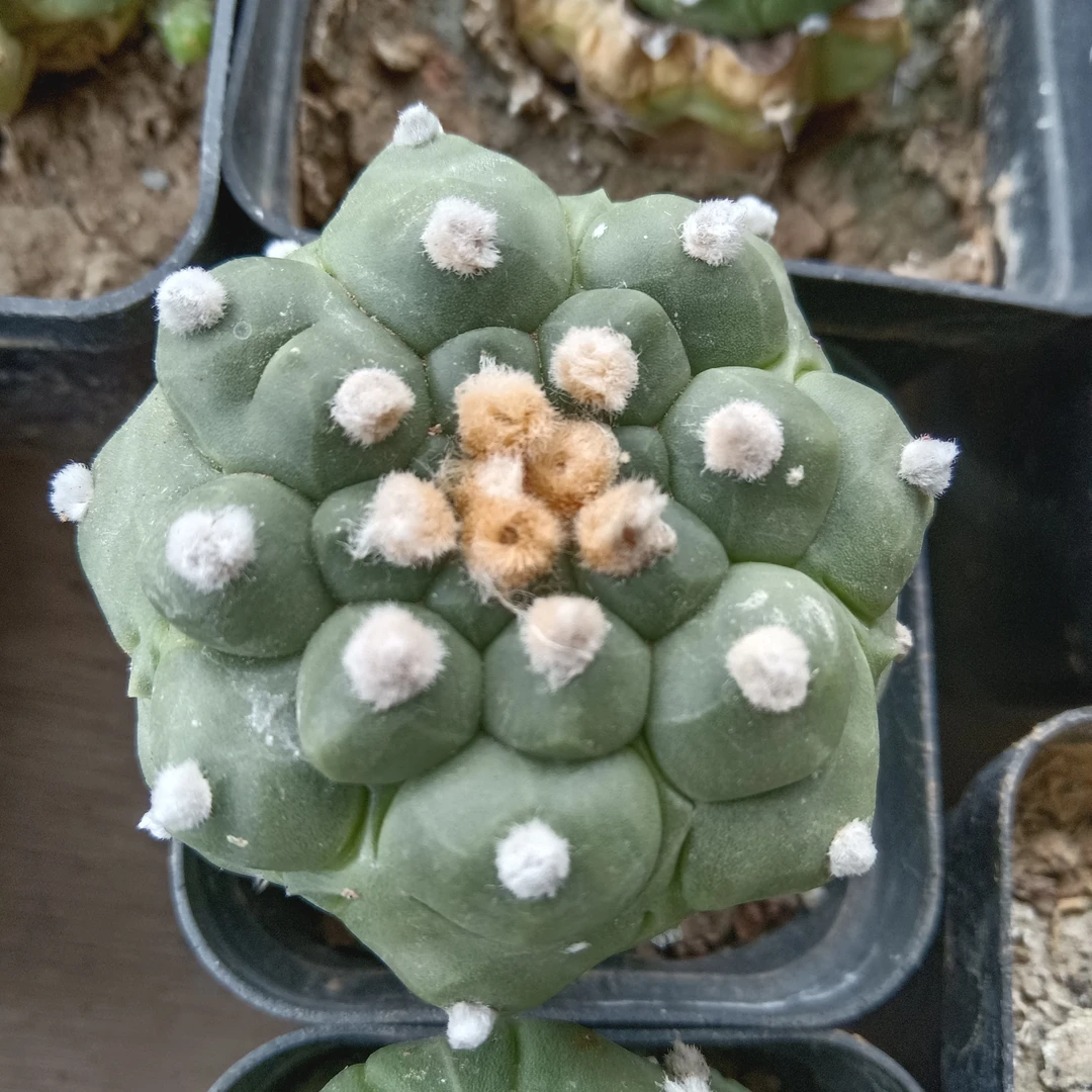 嫁接龟甲兜仙人球开花漂亮