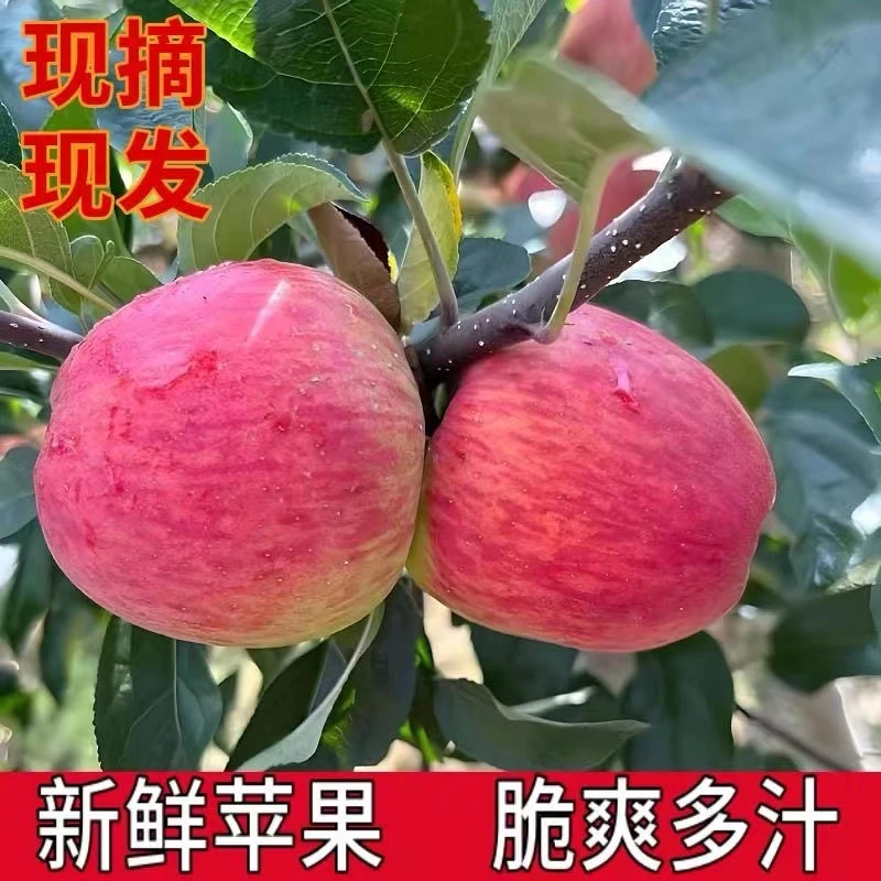 2024新果云南高原红露苹果自家果园直发树上熟当季新鲜水果包邮