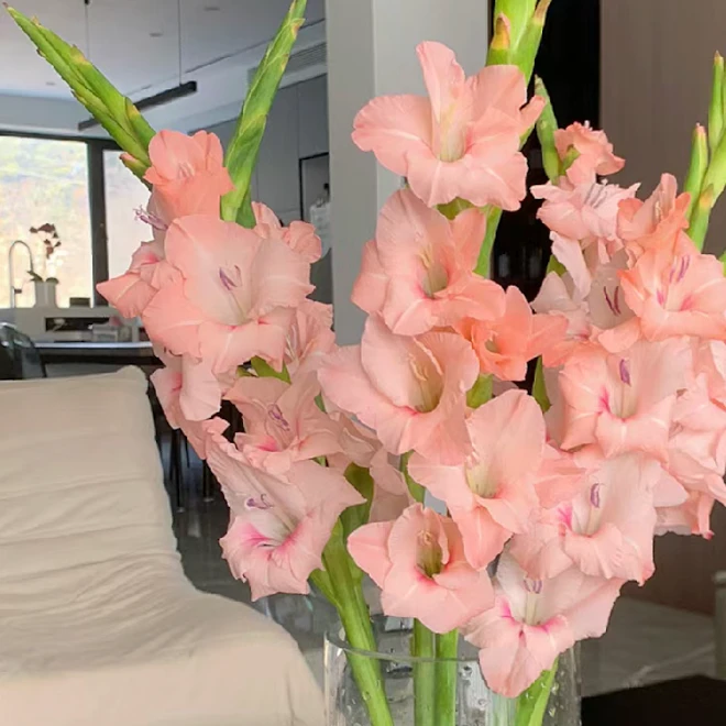 【阿迪娜粉】剑兰鲜切花束一件包邮云南鲜花基地直顺丰冷链养护醒