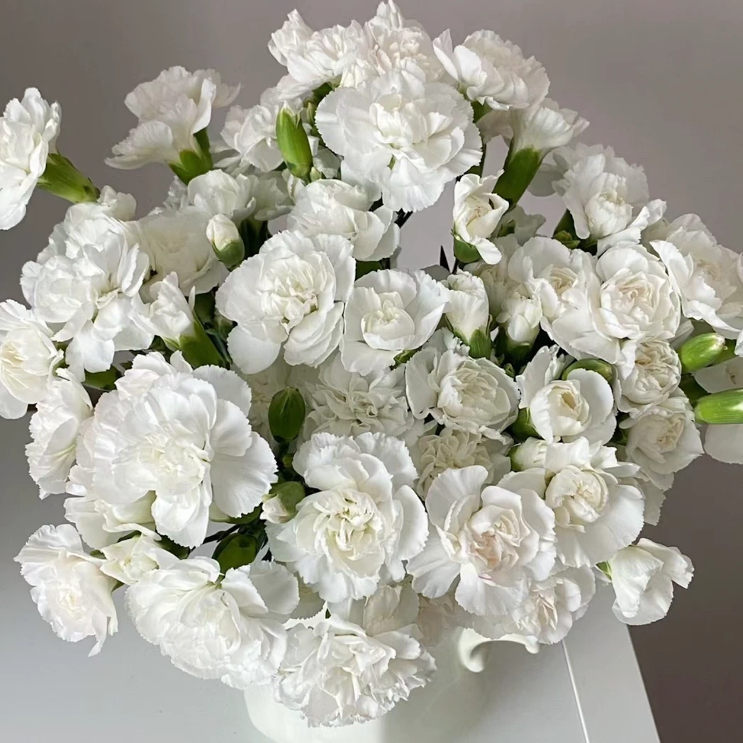 【白康】白色康乃馨鲜花云南基地直发一件包邮冷链发货装饰鲜切花