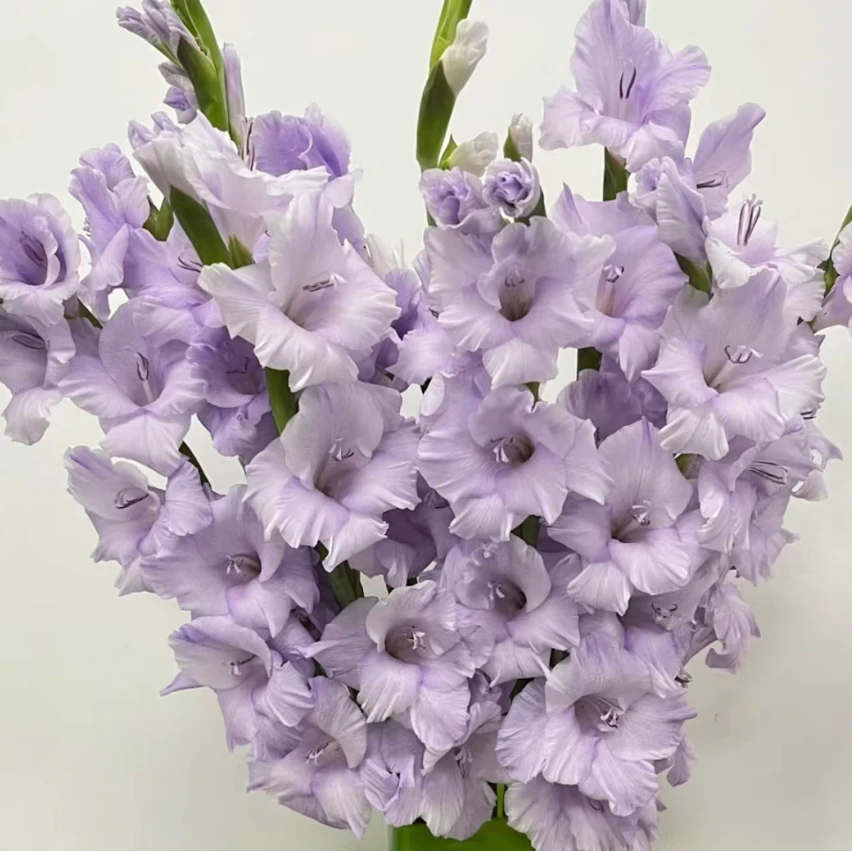 【香芋紫】紫色剑兰鲜切花一件包邮云南鲜花基地直顺丰冷链养护醒
