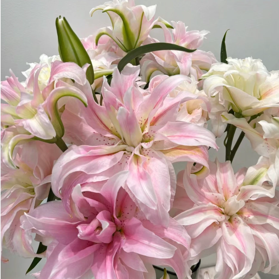 【伊莎贝拉】百合鲜切花束一件包邮云南鲜花基地直2件顺丰冷链