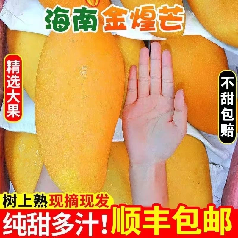 【顺丰直达】海南金煌芒果现摘香甜多汁新鲜水仙芒应当季热带水果.