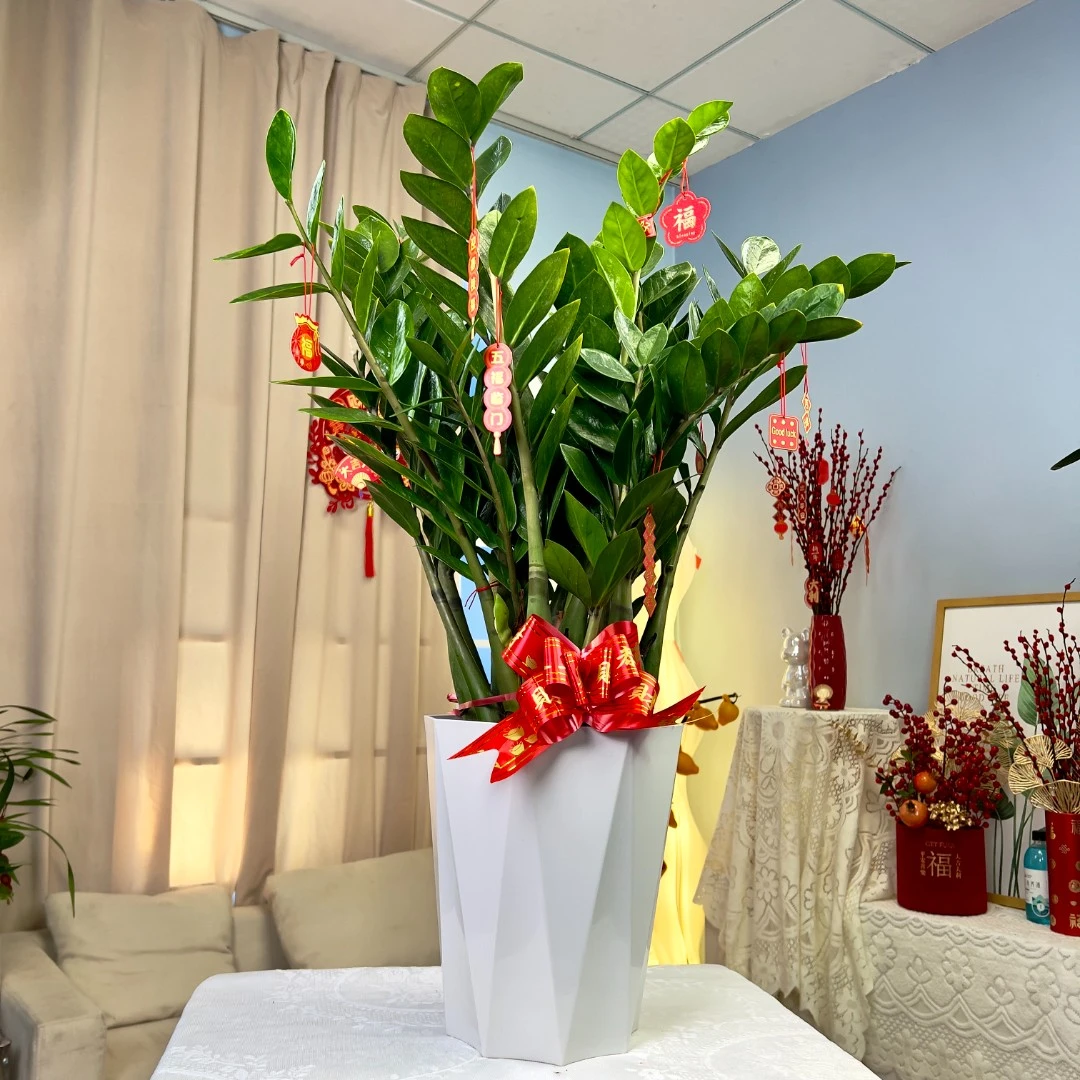 金钱树盆栽室内花卉绿植好养易活四季常绿新房清新空气吸甲醛植物
