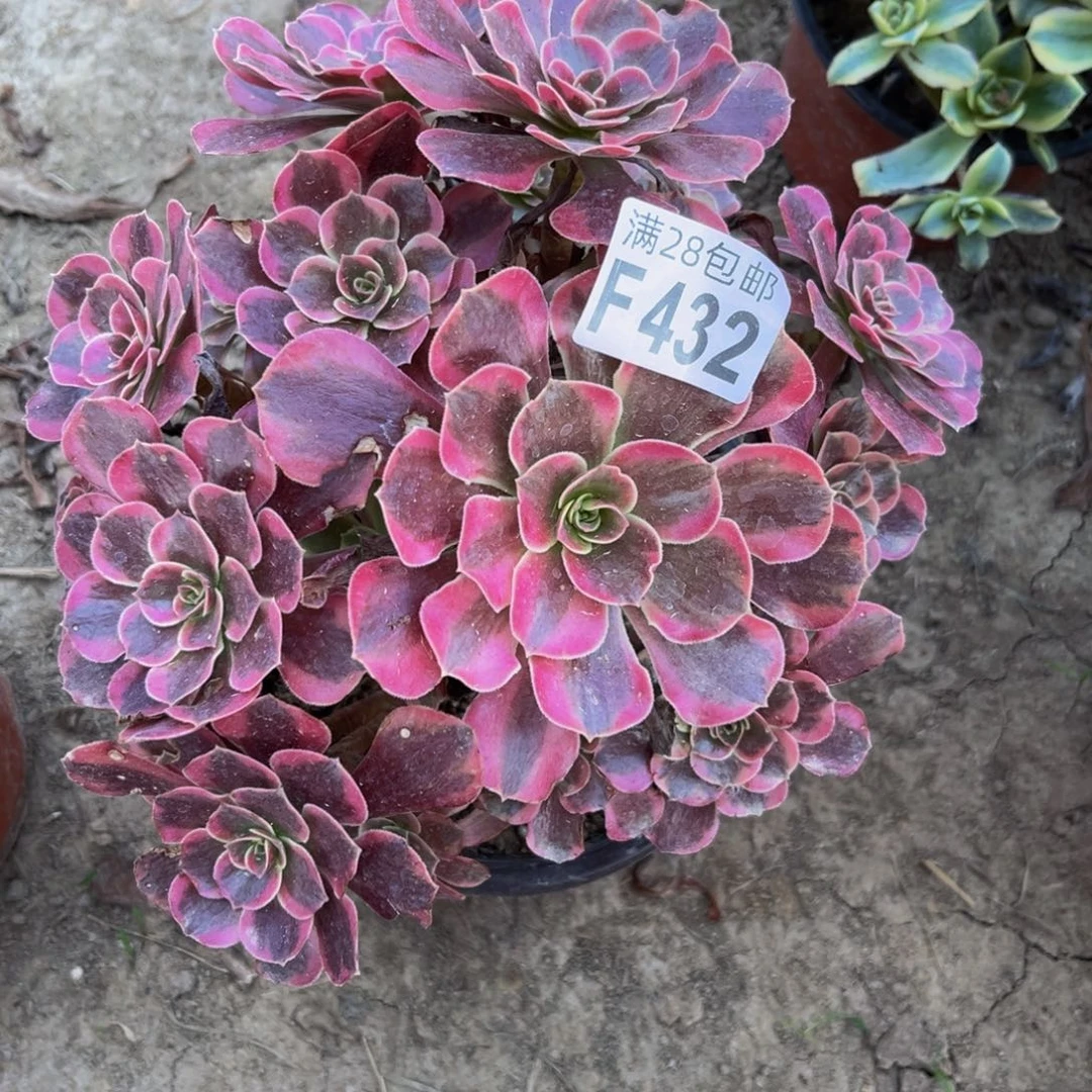 432多肉植物一物一拍