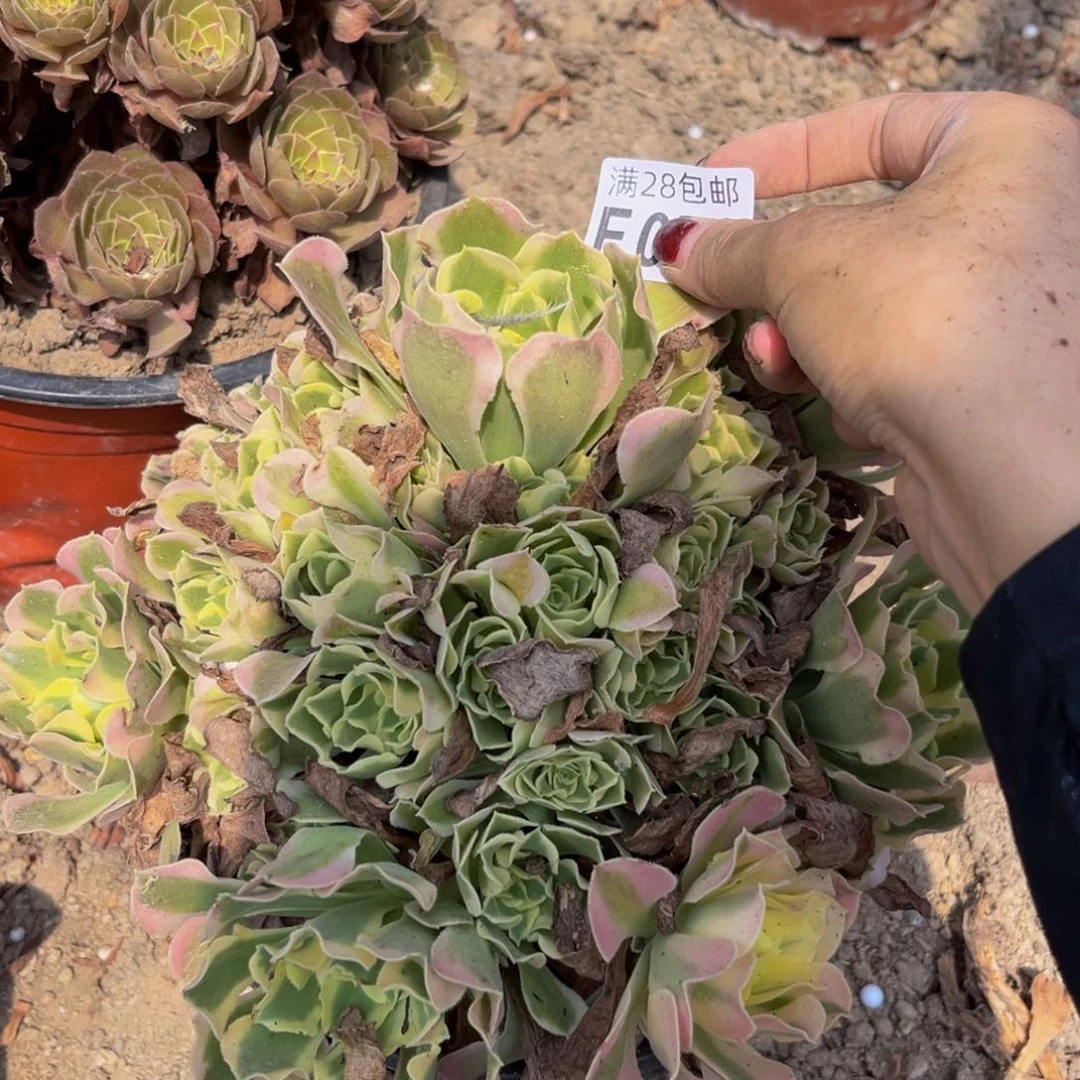 72多肉植物一物一拍