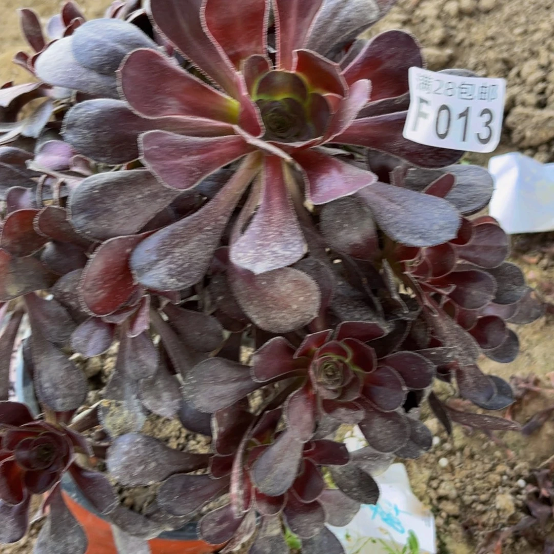 13多肉植物一物一拍