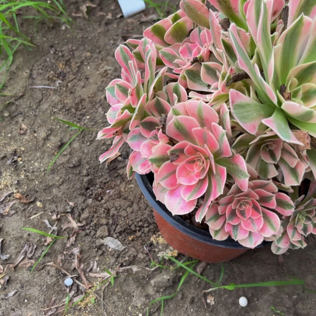 509多肉植物一物一拍