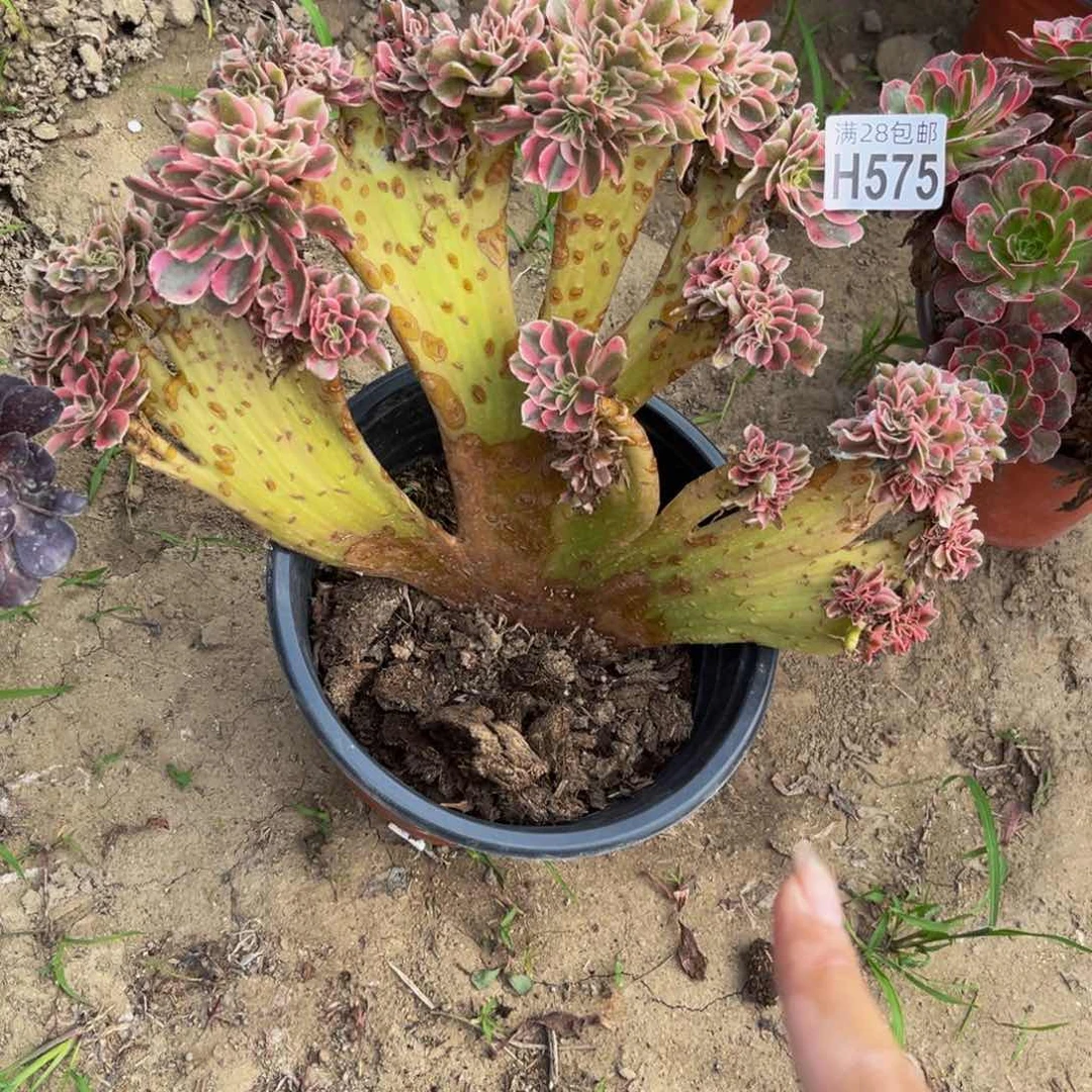 575多肉植物一物一拍