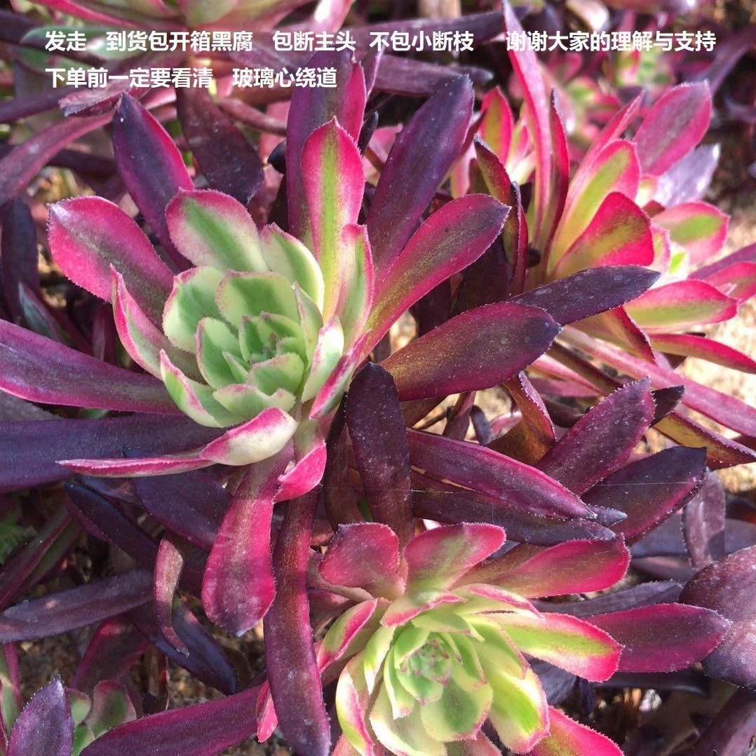 多肉植物一物一拍6-30