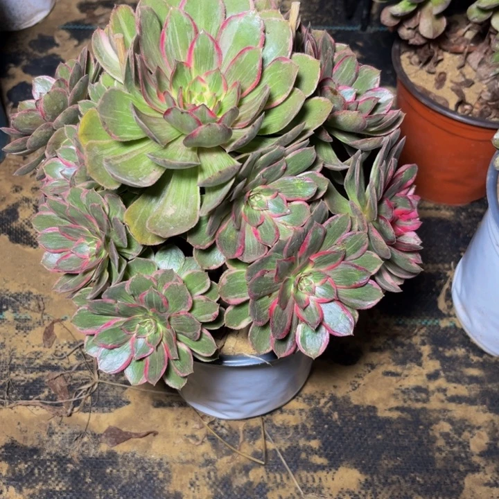花妖多肉植物捧花的时候