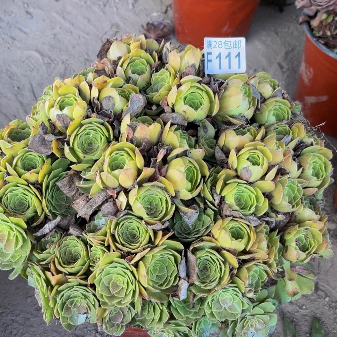 111多肉植物一物一拍