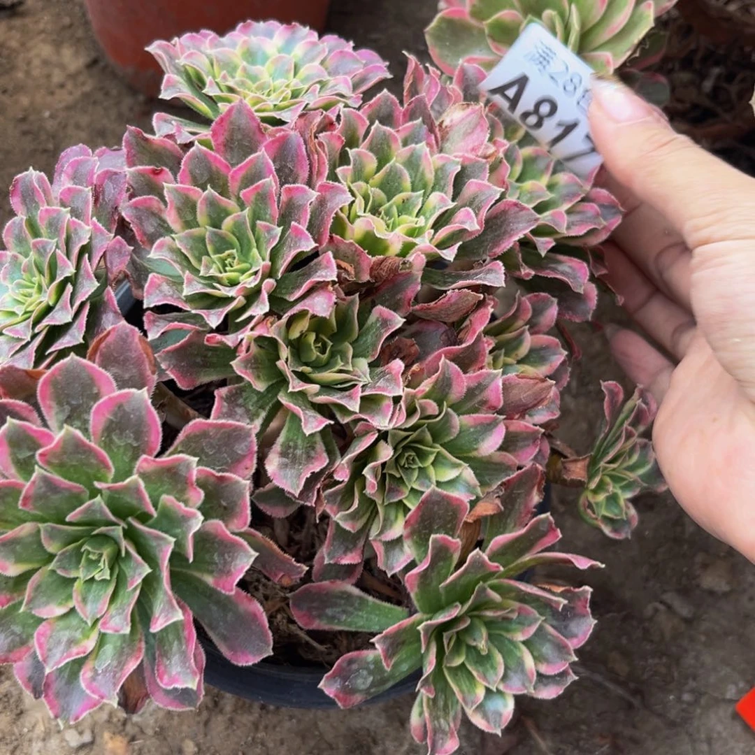 817多肉植物一物一拍