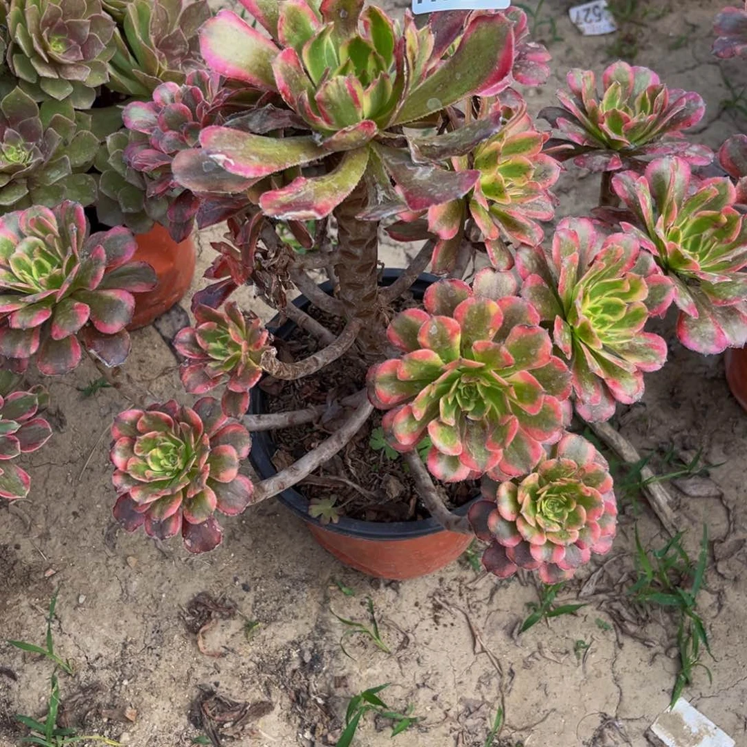 722多肉植物一物一拍