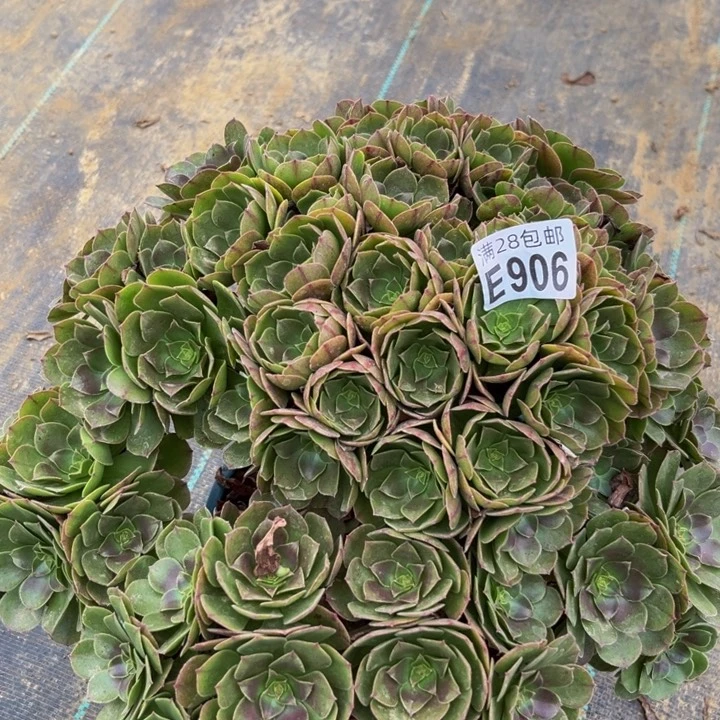 906多肉植物一物一拍
