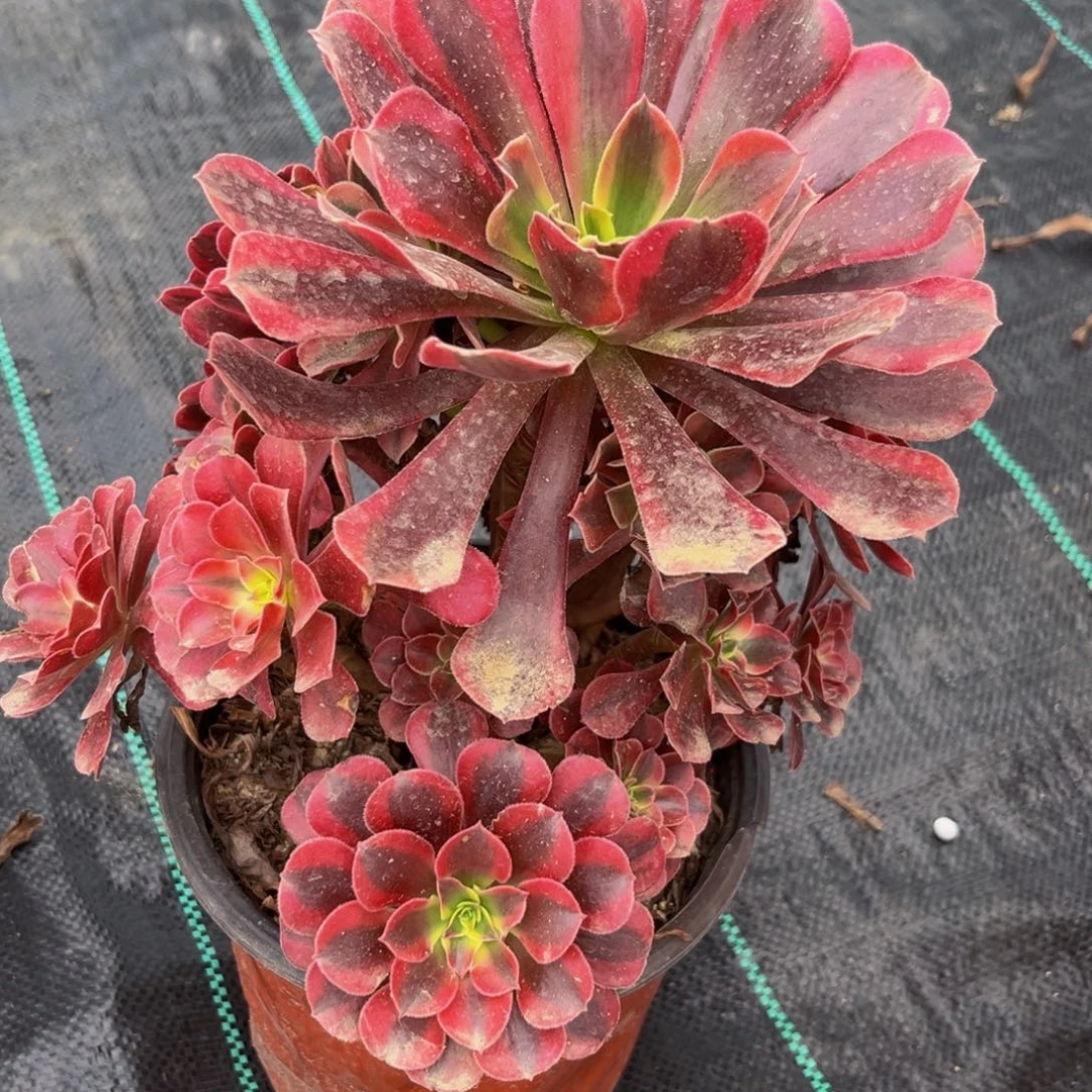 854多肉植物一物一拍