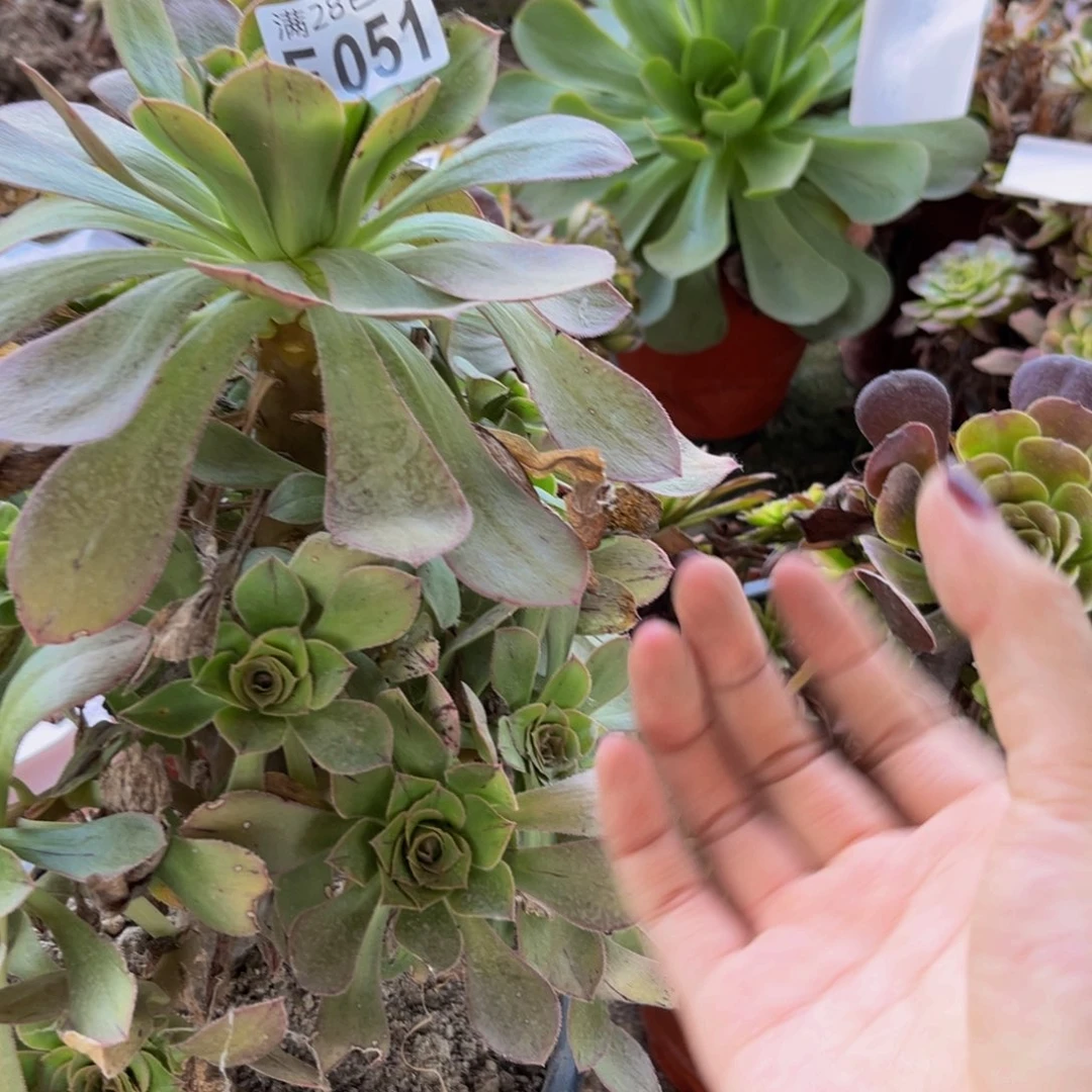 51多肉植物一物一拍
