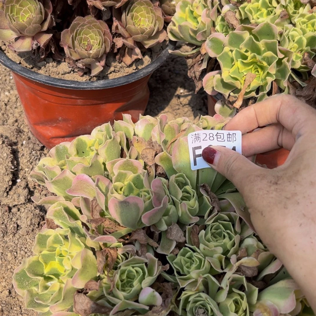 74多肉植物一物一拍