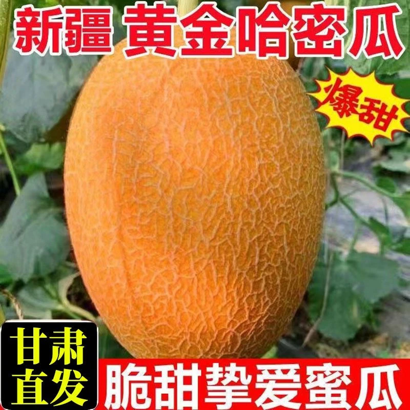 坏果必赔|正宗沙漠金色年华挚爱蜜瓜脆甜多汁香甜可口整箱包邮