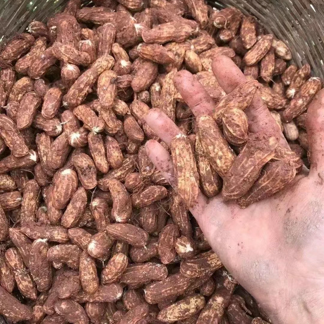 云南种植黑花生新鲜挑选晒干称重发货营养丰富含有黑色素有利健康