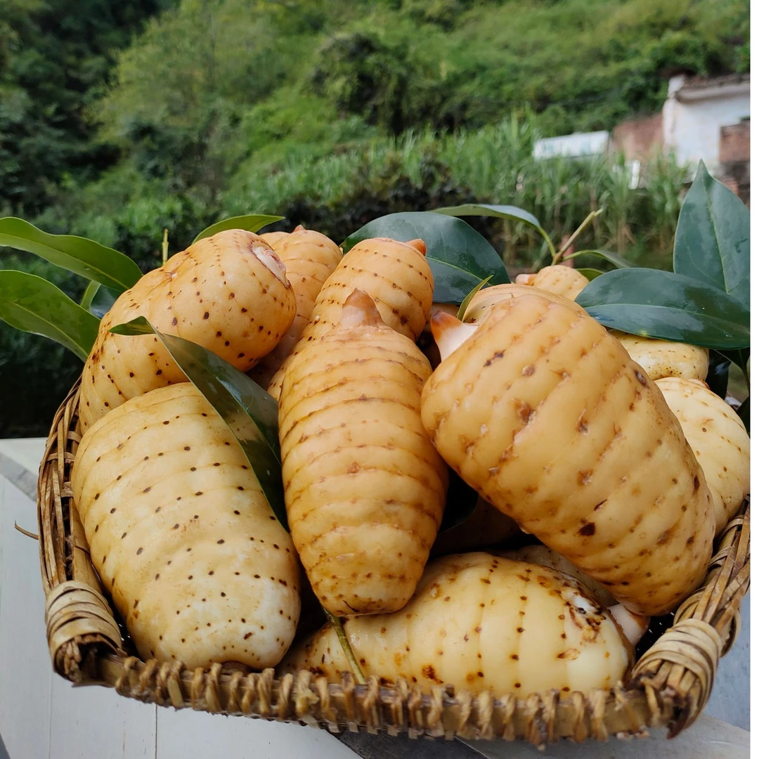云南昭通正宗乌天麻小草坝产地直发现采现挖煲汤炖肉滋补养生食材