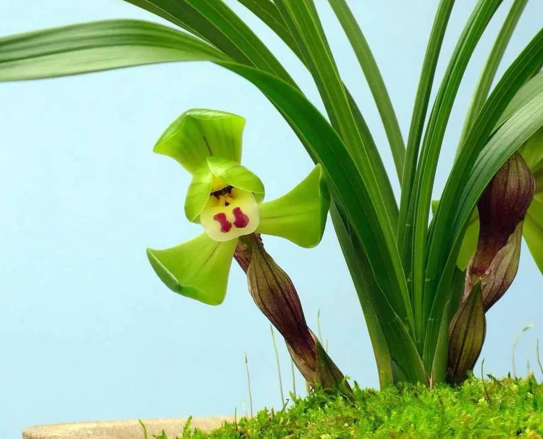 长相守兰苑，春兰大富贵，荷瓣经典款，幽香型