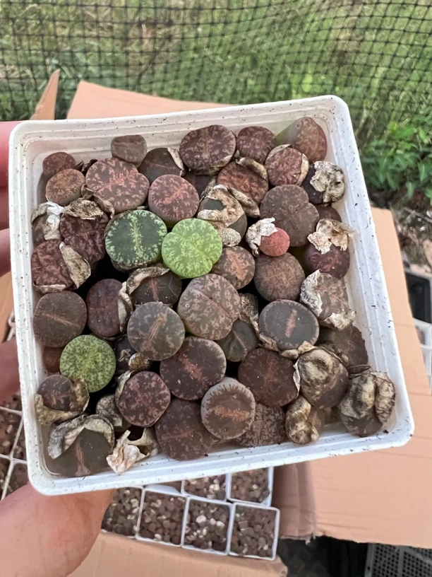 彩色一箭之遥紫薰和田玉混合装多肉迷你两年苗包邮