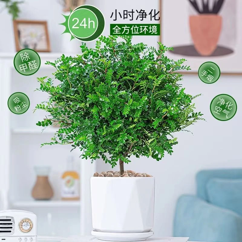 清香型胡椒木清香木盆栽植物防蚊虫绿植室内客厅好养耐寒净化空气
