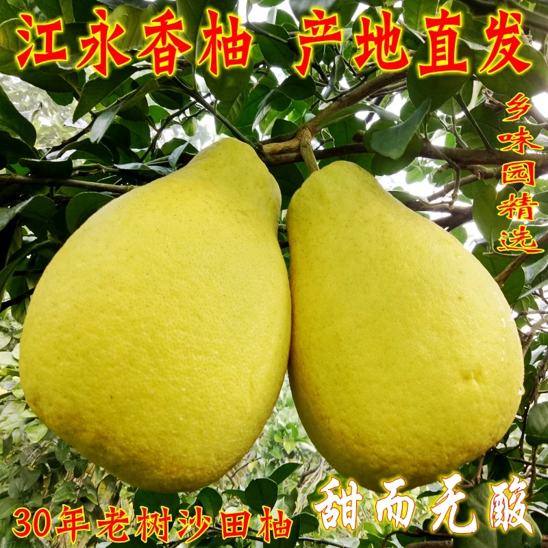 江永香柚富硒老树柚纯甜沙田柚冰糖柚比容县梅州柚子好吃20斤包邮