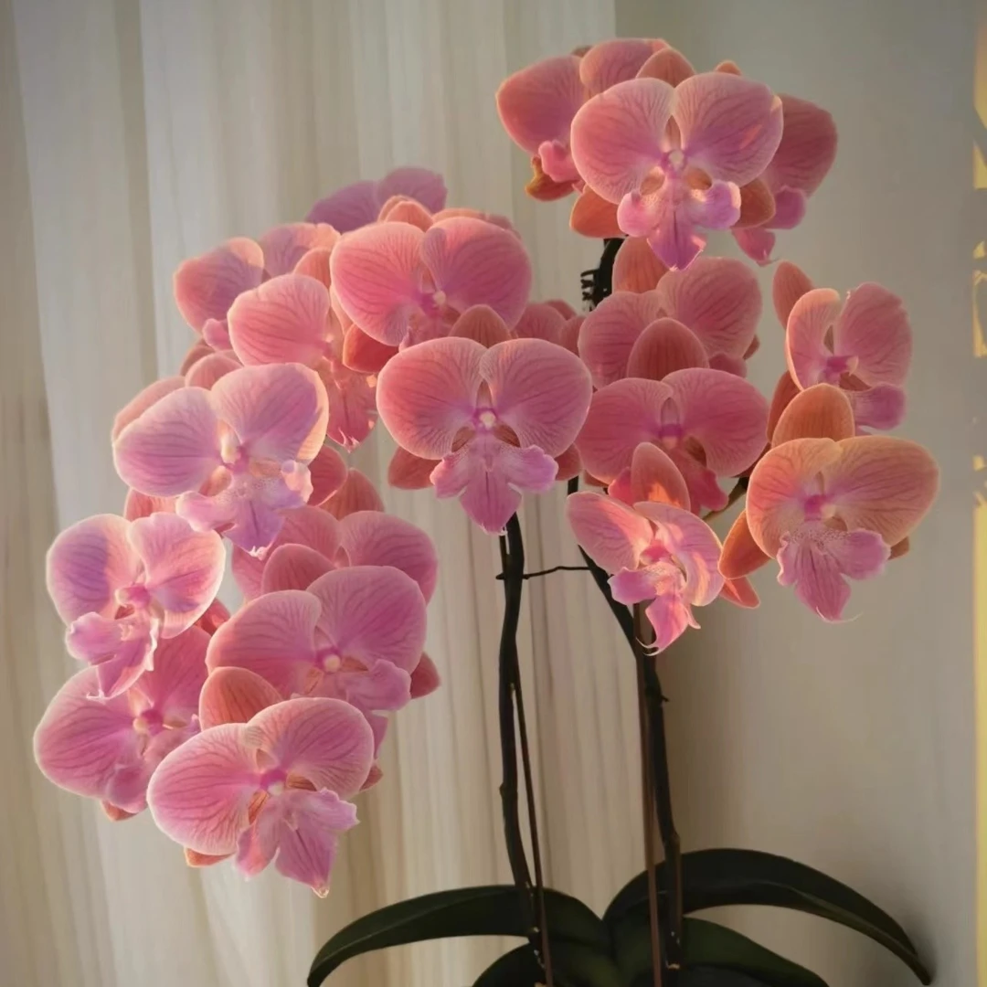 微瑕【唯美】蝴蝶兰3.5寸有花剑无花（个别共生菌）叶片开裂无售后