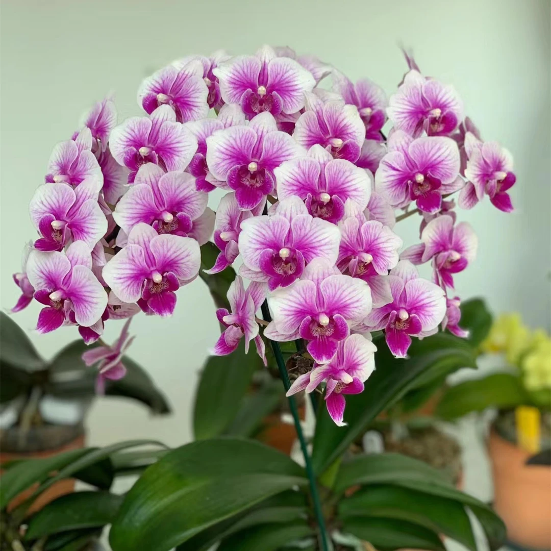 老庄瑕疵【可爱多】3.5加高杯有花剑无花蝴蝶兰爆花品种