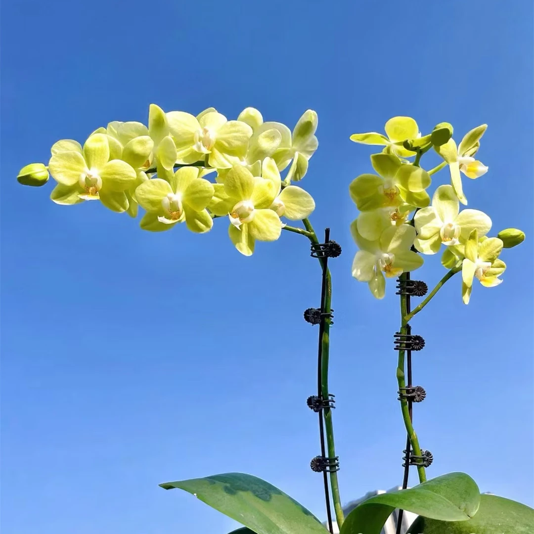 多苗【绿蜻蜓】3.5加高杯无花剑蝴蝶兰