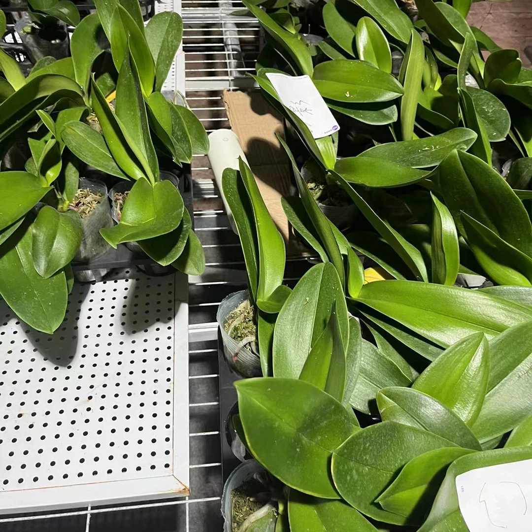 处理蝴蝶兰专用链接