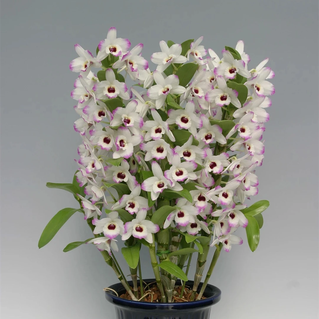 【春石斛兰】日本山本兰园一代多品种好养易活盆栽无花