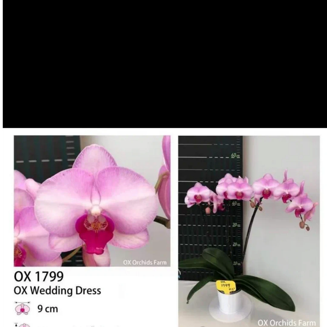 （仅今天）【牛记婚纱】老桩瑕疵3.0加高杯剪梗无花剑蝴蝶兰