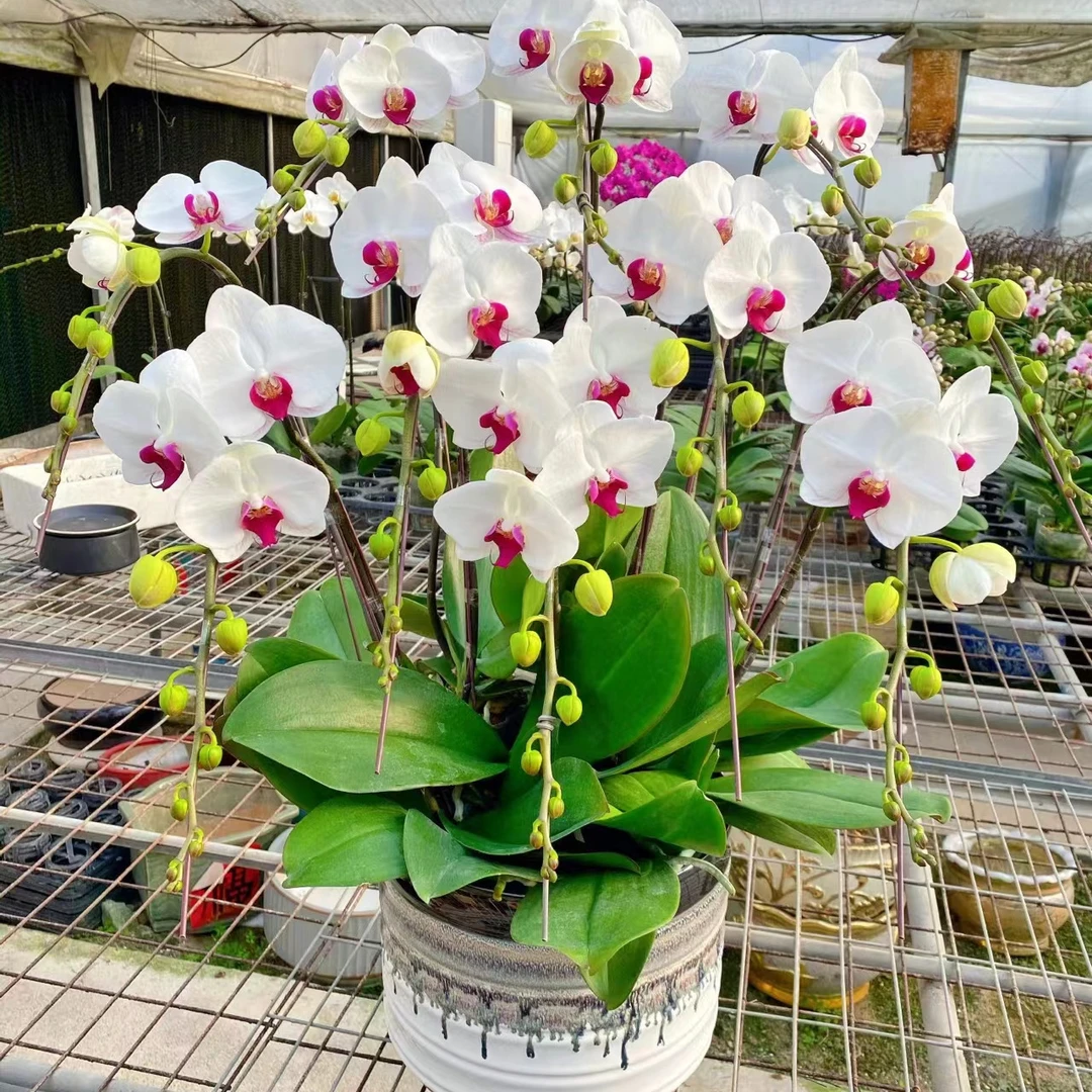 白花红心3.5无花剑蝴蝶兰