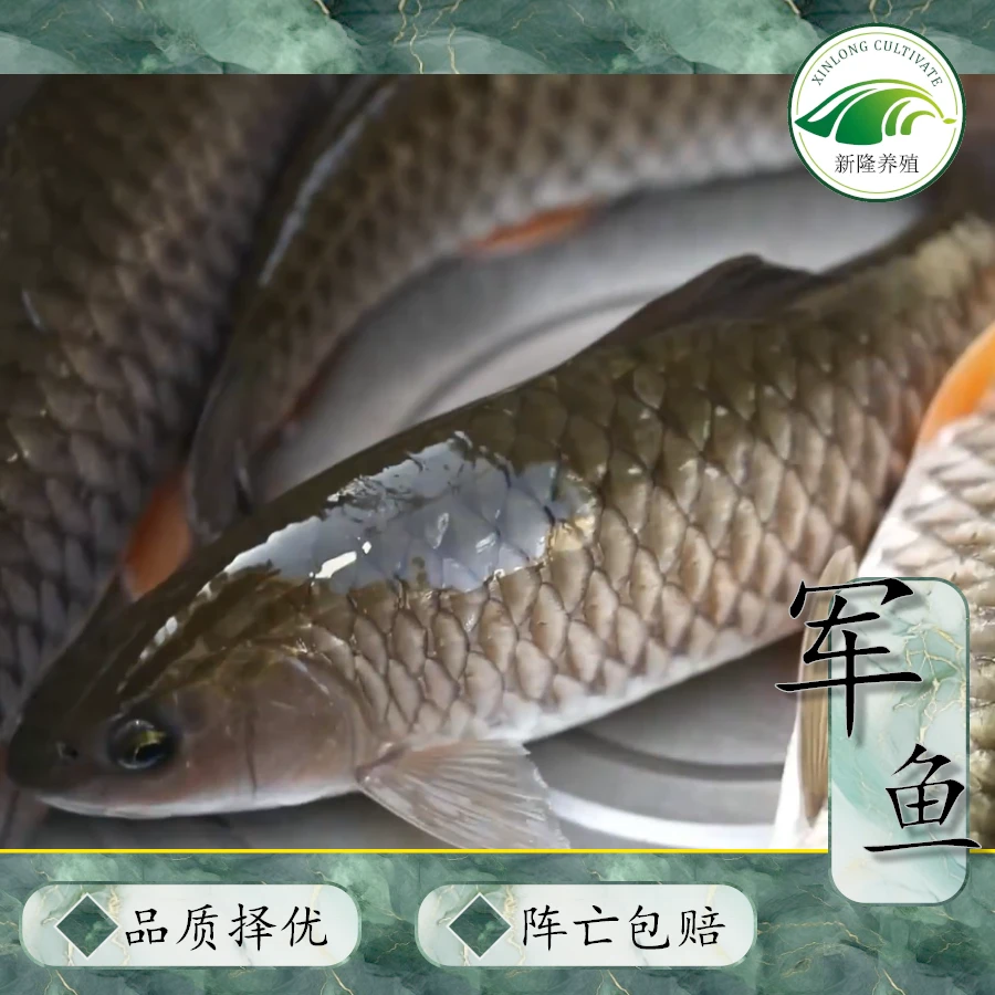 江浙沪链接-成品 瘦身 军鱼活鱼 倒刺鲃光鱼原生淡水活鱼