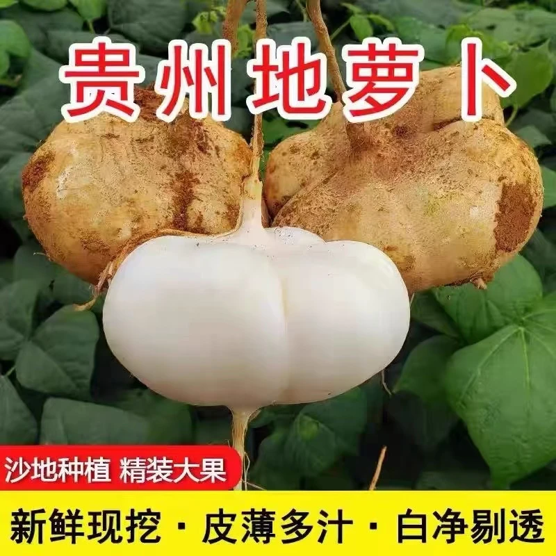 贵州高山黄沙土种植地萝卜新鲜白萝卜现挖现发包邮清脆多汁
