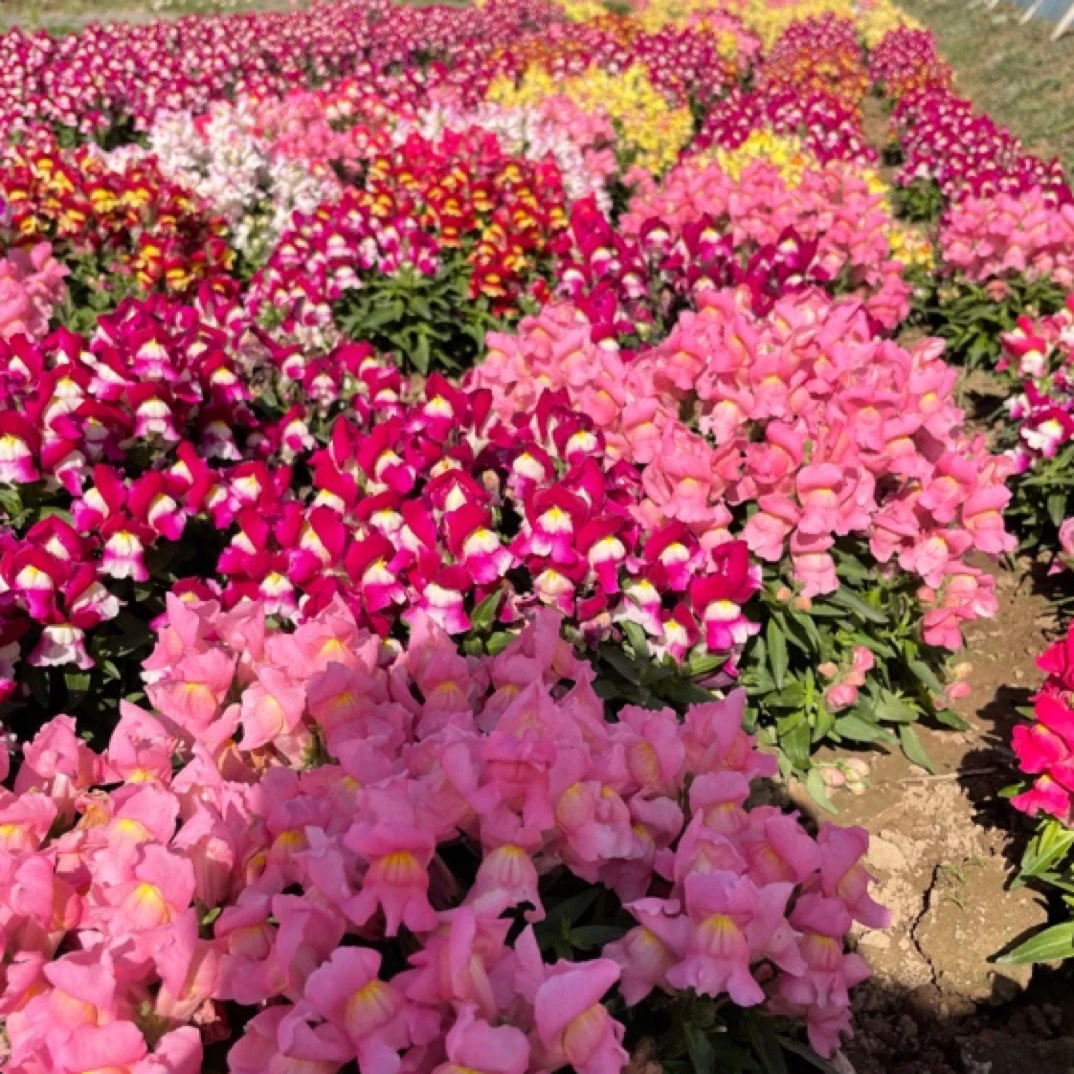 矮棵网红金鱼草小盆苗，