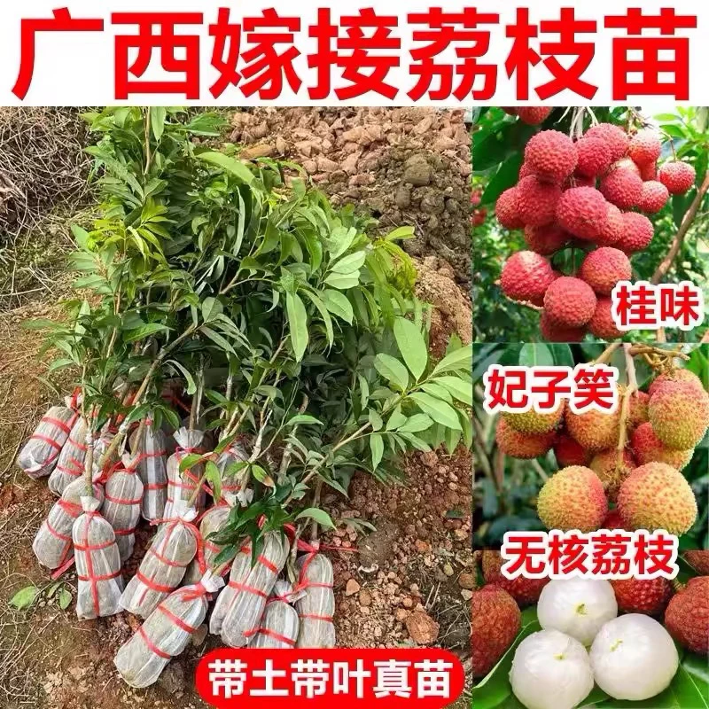 新品种嫁接无核荔枝桂味荔枝妃子笑荔枝苗带土带叶带叶广西发货